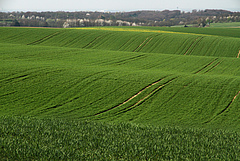 Land-use change has been considered the largest driver of biodiversity decline in the 20th century. The photo shows an intensively managed grain field in Germany (Picture: Guy Pe’er)