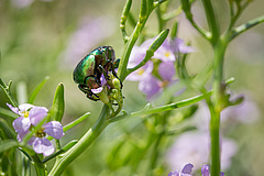 Insects are monitored because they inform about the health of ecosystems. They also play important roles in ecosystems. This flower chafer, for instance, pollinates wildflowers. (Picture: Oliver Thier)