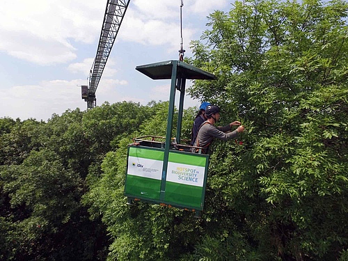 The "cry for help" has been demonstrated for the first time in the natural habitat - in the canopy of the Leipzig floodplain forest. (Picture: Steffen Schellhorn)