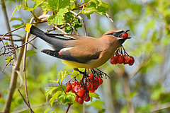 The cedar waxwing (<em>Bombycilla cedrorum</em>) is an example of a bird species for which climate decoupling could be observed. (Picture: Adobe Stock)