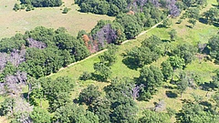 Grasland in Cedar Creek, Minnesota (USA) &ndash; eines der &auml;ltesten ehemaligen Felder oben links sowie Reste einer Grassteppe unten rechts. (Bild: Forest Isbel)