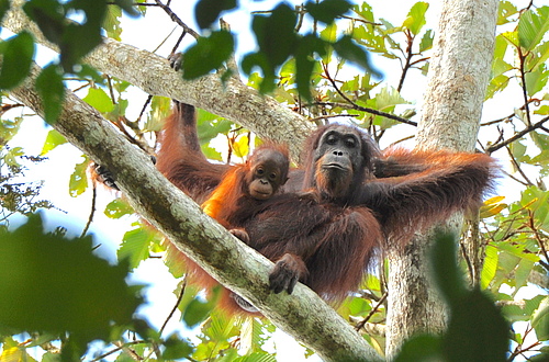 Scientists call for the employment of scientifically sound methods for monitoring orangutan populations. (Picture: HUTAN-KOCP)