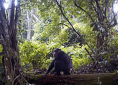 The researchers used faecal samples as a non-invasive method to obtain genetic material without disturbing the chimpanzees. (Picture: MPI-EVA PanAf)