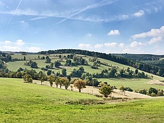Species-rich grassland in the Erzgebirge near F&uuml;rstenau, Germany. (Picture: Sebastian Lakner)