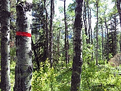 Typical poplar forest in the research area near Calgary, Alberta, Canada.&nbsp; (Picture: M. Jochum)
