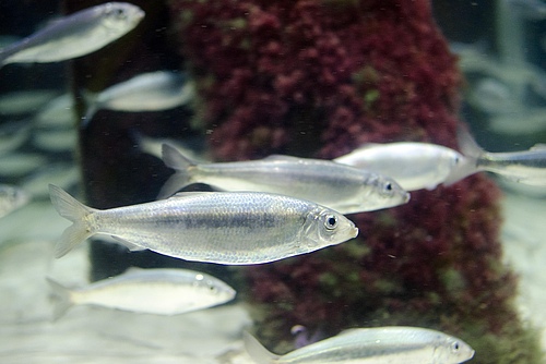 The autumn spawning herring collapsed towards the end of the 16th century as a result of a combination of overfishing and climate change. (Picture: Aquarium GEOMAR, Jan Steffen)