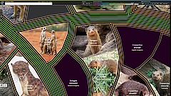 LifeGate sorts all living organisms by relationship. For example, the closest living relative of the meerkat is the Savanna mongoose. The fewer the lines between two species, the closer their relationship. A photo of the Savanna mongoose is yet to be found. (Picture: LifeGate by Martin Freiberg)