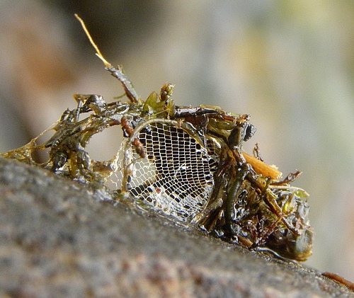 Net of a caddis fly larva, built for catching prey (photo: Steve Ormerod)