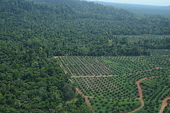 Forests are being converted into oil palm plantations. This is a major threat to orangutans. (Picture: HUTAN-KOCP)