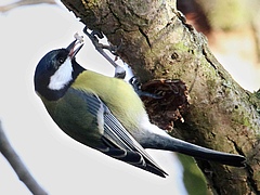 Even birds (often great tits in this study area) can &ldquo;decode&rdquo; the chemical signals of trees. (Picture: M. Volf)