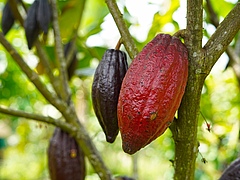 Viele pflanzliche Produkte w&uuml;rde es ohne Best&auml;ubungsleistungen nicht geben - so auch Kakaobohnen. (Bild: Anke / Pixabay)