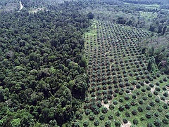 Die Forscherinnen und Forscher verglichen die Auswirkungen von lebenden Wurzeln oder Laubstreu in kleinen Versuchsfl&auml;chen im Regenwald (links) mit &Ouml;lpalmenplantagen (rechts) (Bild: Ananggadipa R)