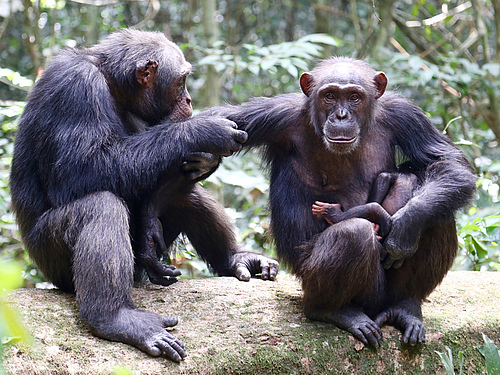 Im Taï-Nationalpark an der Elfenbeinküste stellt der Milzbrand-Erreger Bacillus cereus biovar anthracis eine ernstzunehmende Gefahr für Schimpansen und andere Wildtiere dar (Foto: MPI f. evolutionäre Anthropologie/L. Samuni).