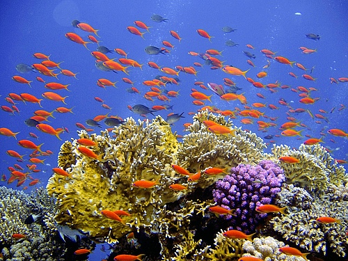 Korallenriffe sind Lebensraum für viele Fischarten. (Foto: Pixabay)