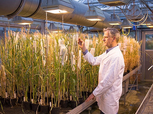 Einer der Studienautoren, Nils Stein, beobachtet Getreide im Gewächshaus (IPK/Sebastian Mast).